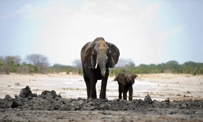An African elephant and her baby are pictured on Nov. 18, 2012, in Hwange National Park in Zimbabwe. (Martin Bureau/AFP/Getty Images)