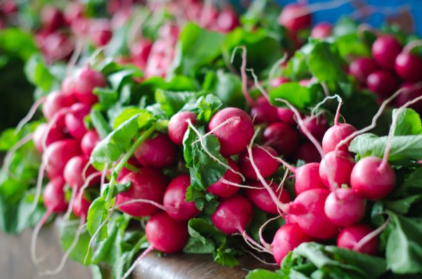 bunches of red radishes