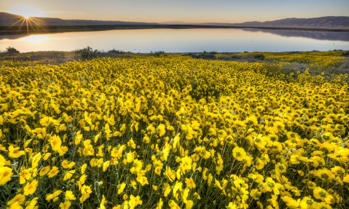 Flowers bloom at the Carrizo Plain National Monument in California in 2017. (Bob Wick/Bureau of Land Management)