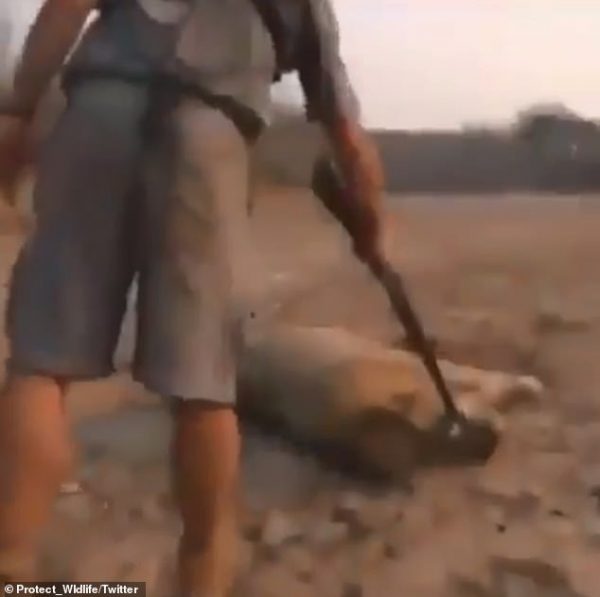 guide prods dead lion