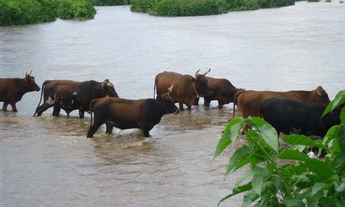 Villagers allege that Odzi River in Zimbabwe has been polluted by Chinese companies. (Andrew Mambondiyani for The Epoch Times)