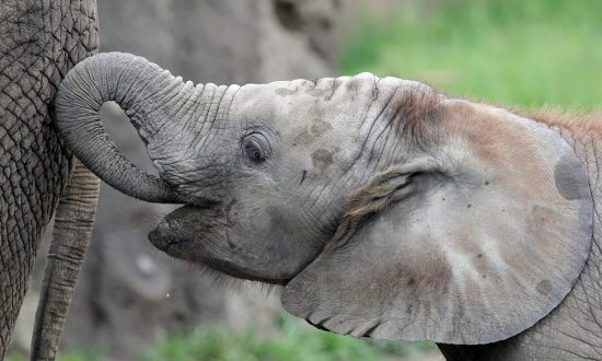2 Female Elephants Die Days Apart After Testing Positive for Herpesvirus at Indianapolis Zoo