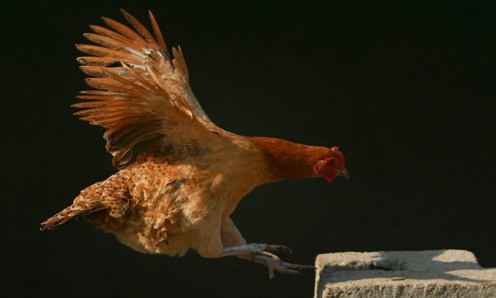 A chicken flying at a chicken farm in China. (China Photos/Getty Images)