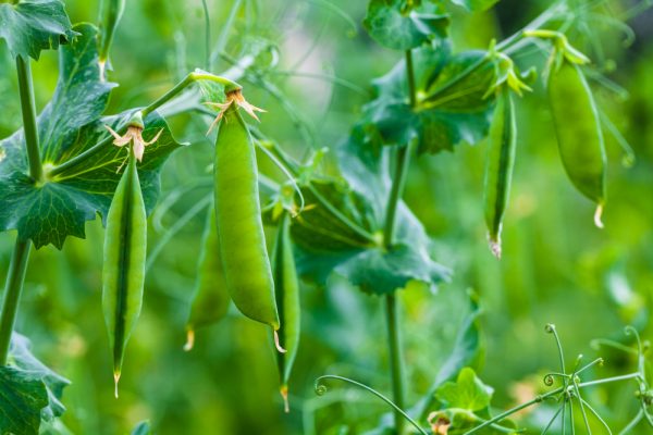 garden peas