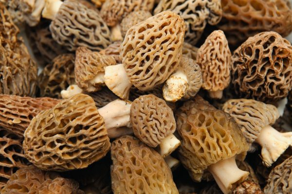 morel mushrooms