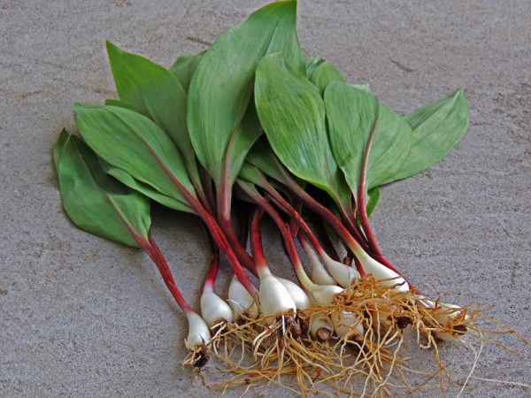 ramps