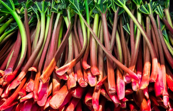 rhubarb