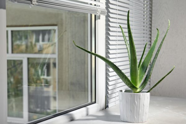 Aloe vera plant at home 