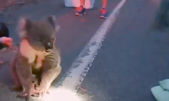 Road-Injured Koala Left on the Roadside to Die, Saved by Good Samaritans