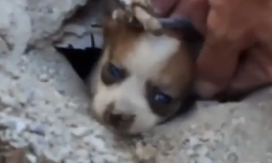 Puppy Stuck in Pipe for Three Days, Got the Most Dramatic Rescue