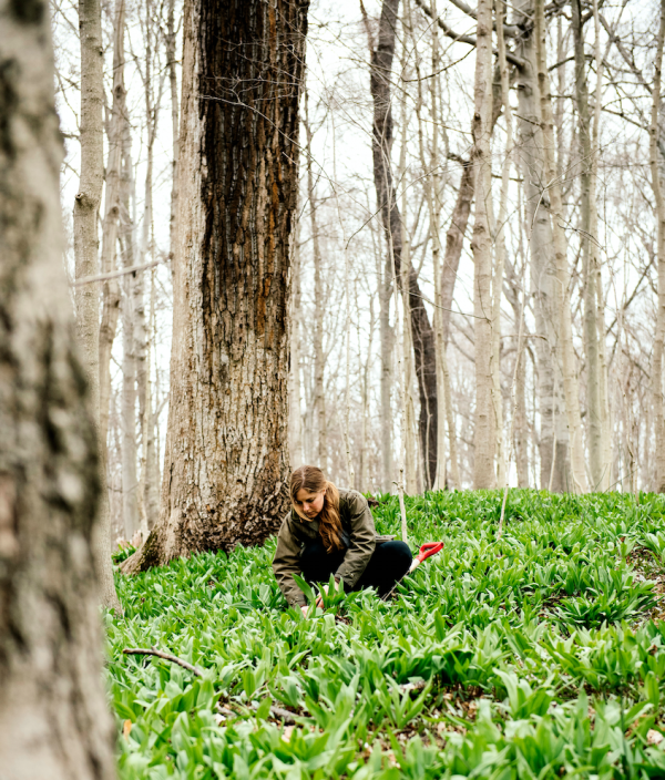 abra berens in a field of vegetables cut