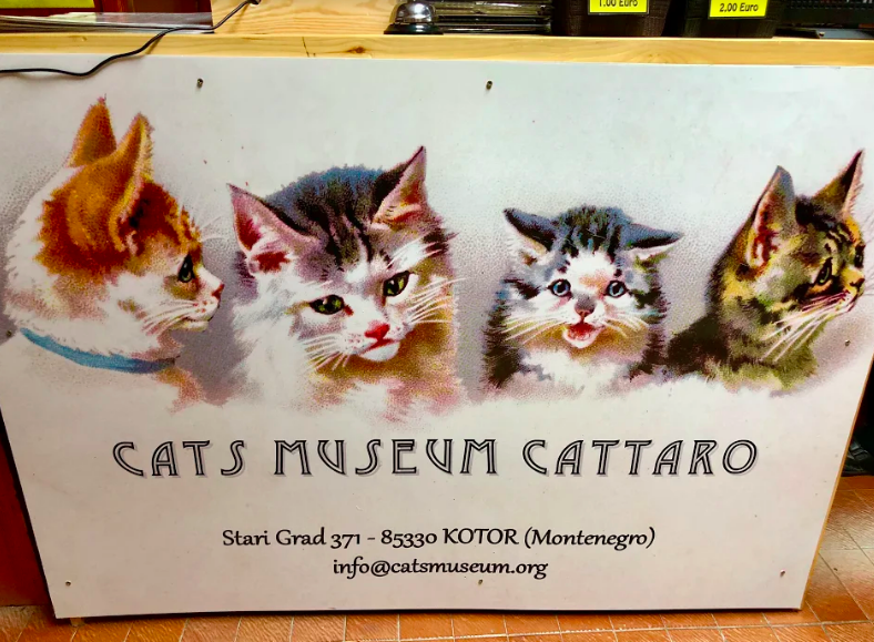 cats museum in kotor bay montenegro