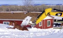 Video: Ingenious Rescuers Use Excavator to Save a Horse Stuck in Deep Snow