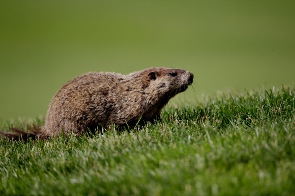 marmot on a fairway