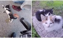 Bikers Rescue Injured Kitten