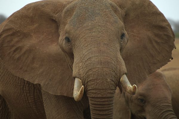 African elephant