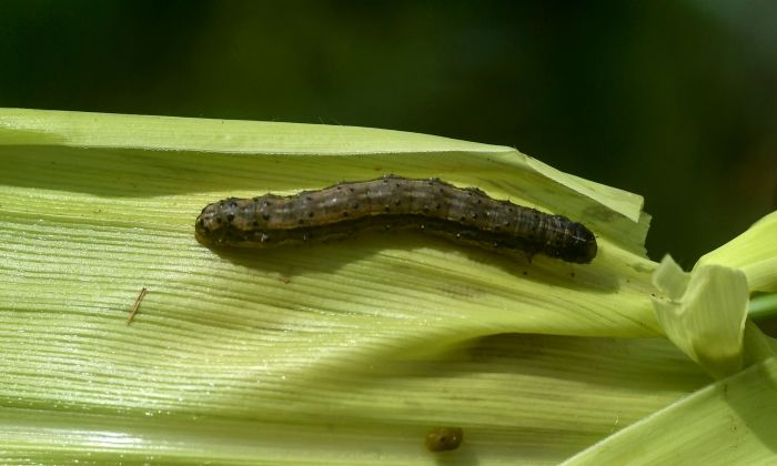 A fall armyworm is attacking a maize crop in a maize field in Vihiga, Kenya, on April 18, 2018. (SIMON MAINA/AFP/Getty Images)