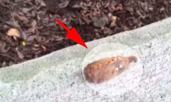 If You See This ‘Furry’ Creature, Do Not Touch: It Can Cause More Pain Than a Bee Sting
