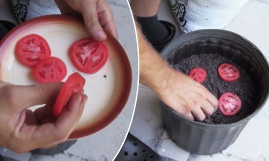 The Simplest Trick to Grow Your Own Tomatoes With Just 3 Things