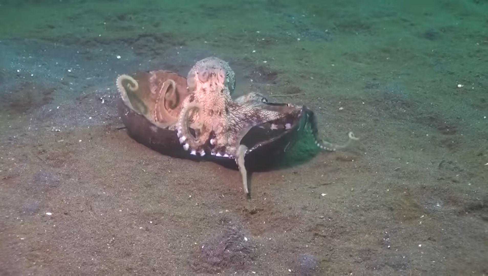 Diver Spots Octopus Using Coconut Shell As a Tool—and He Almost Drowns