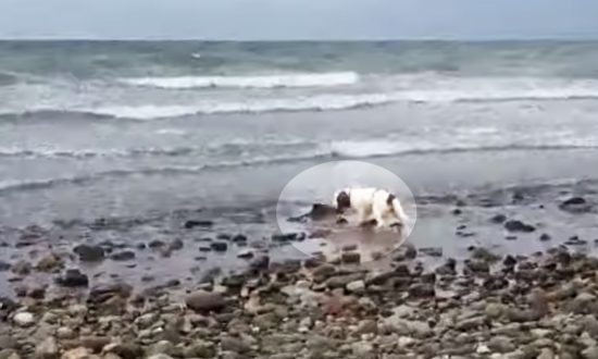 Dog Won’t Stop Barking and Nudging Owner at Beach, Stunned When He Finds Out Why