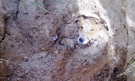 Stray Dog Is Buried Alive on Irked School Principal’s Orders, Here’s What Happened Next