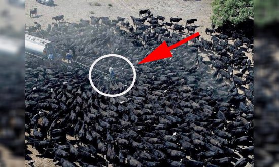 Drone Captures Hundreds of Thirsty Cows Around Water Truck in Drought-Stricken Australia