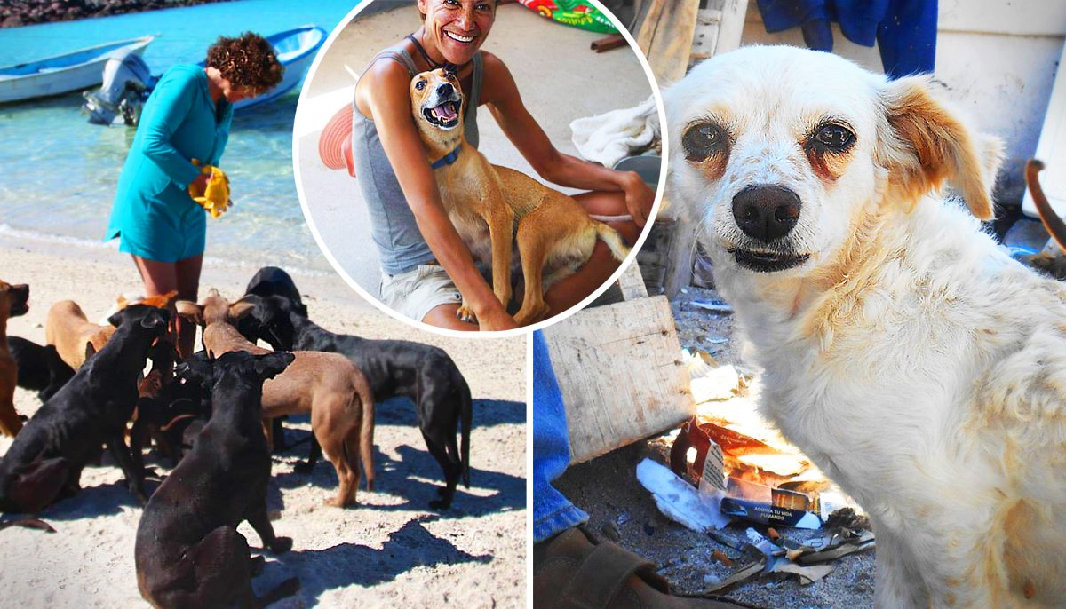 Vacationers Encounter Pack of Stray Dogs in Baja Mexico, and Decide to