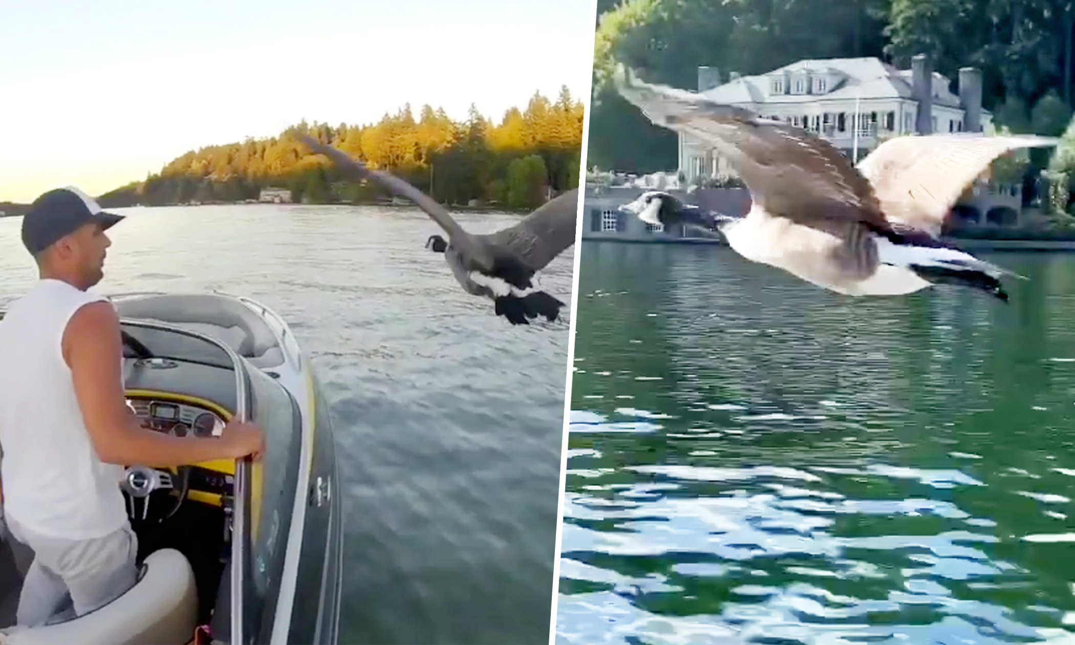 VIDEO: Guy Adopts, Raises Abandoned Baby Goose—Now She Flies With His Motorboat as His ‘Wingman’