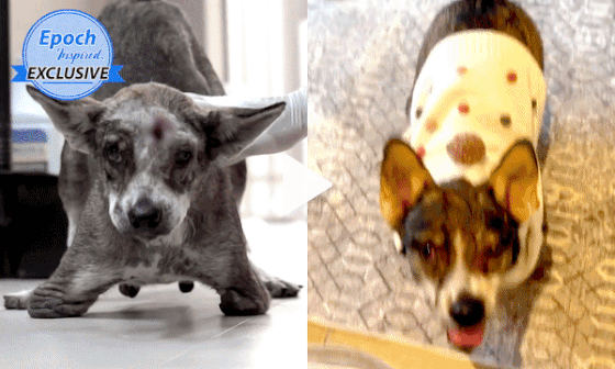 Two-Legged Street Dog That Was Shot in the Head Finds Happy Home