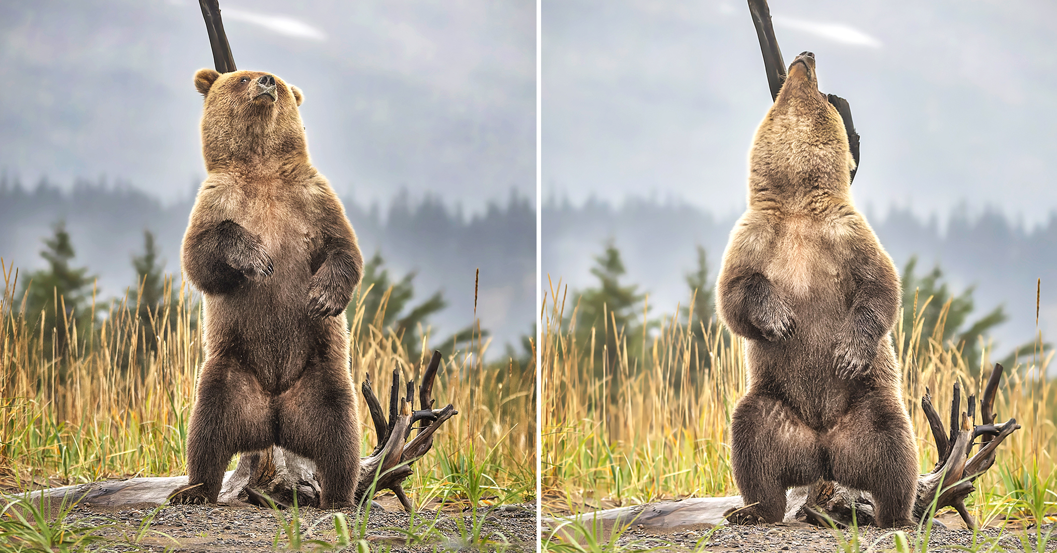 Photos: Big Brown Bear Enjoys Scratching Itchy Back Against Tree Marked by Siberian Tigers
