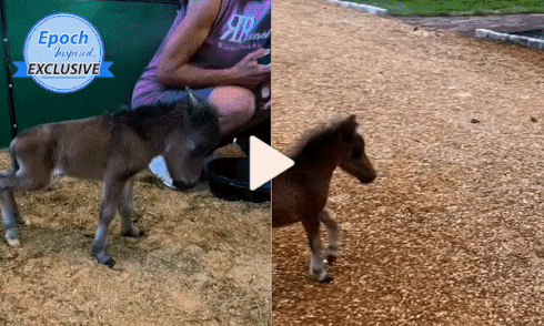 Mini Horse Has No Friends Due to Protective Mom, Forms the Cutest Bond With Dogs