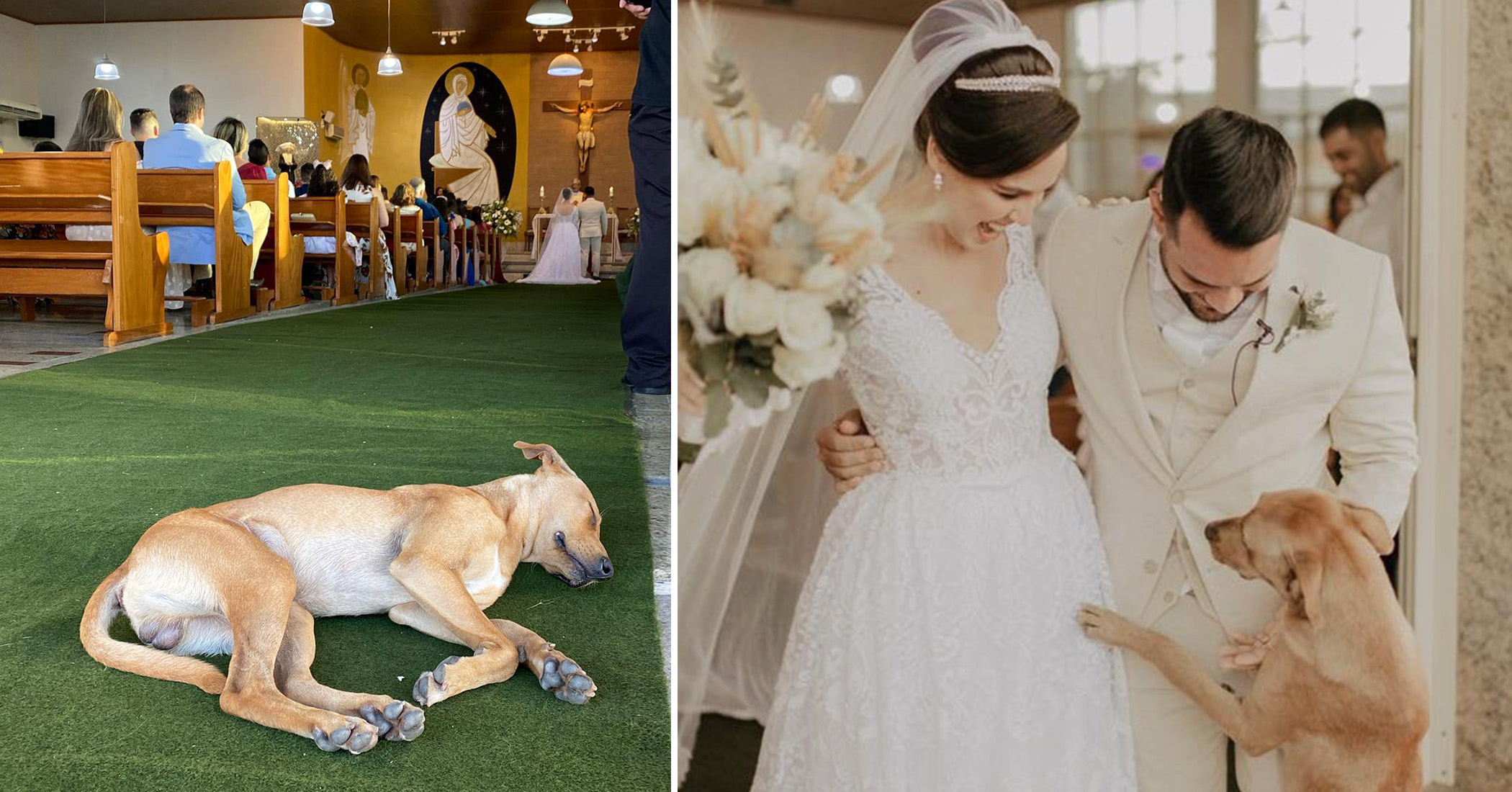 Newlywed Couple Adopts the Stray Dog That Crashed Their Wedding Ceremony