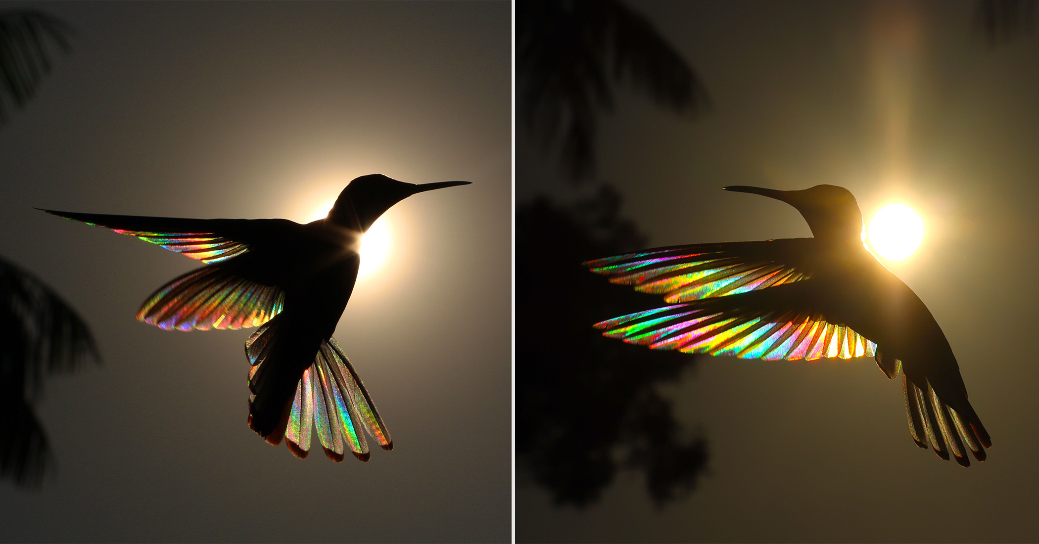 Winged Prism: Award-Winning Photos of Hummingbirds and Their Rainbow-Like Wings