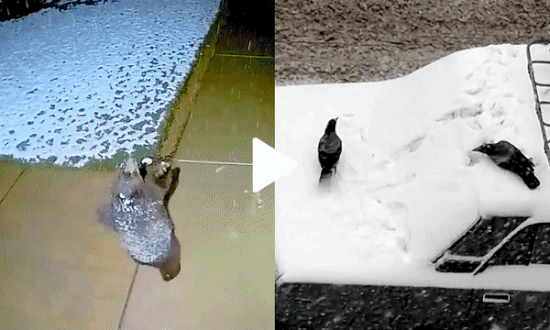 These Animals Sure Know How to Have Fun During Winter