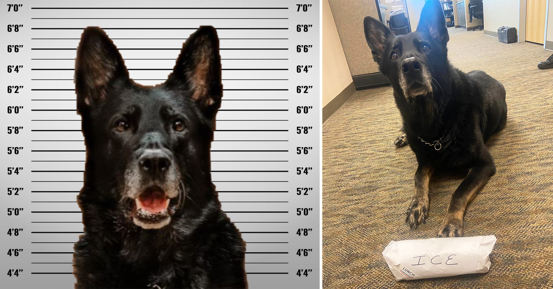 Police K9 Accused of ‘Stealing’ Officer’s Lunch ‘Invokes Fifth Amendment’ Right to Remain Silent
