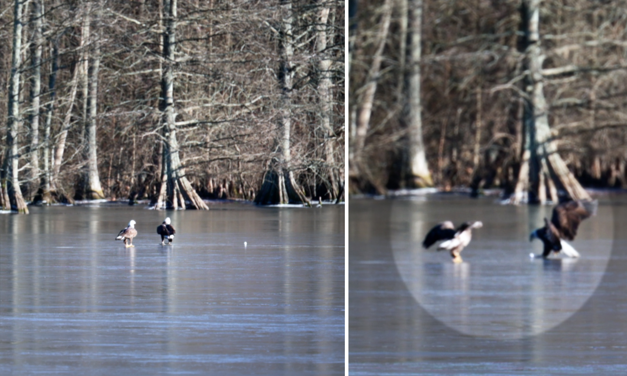 VIDEO: Photographer Captures Bald Eagle Playing With a Golf Ball on a Frozen Lake