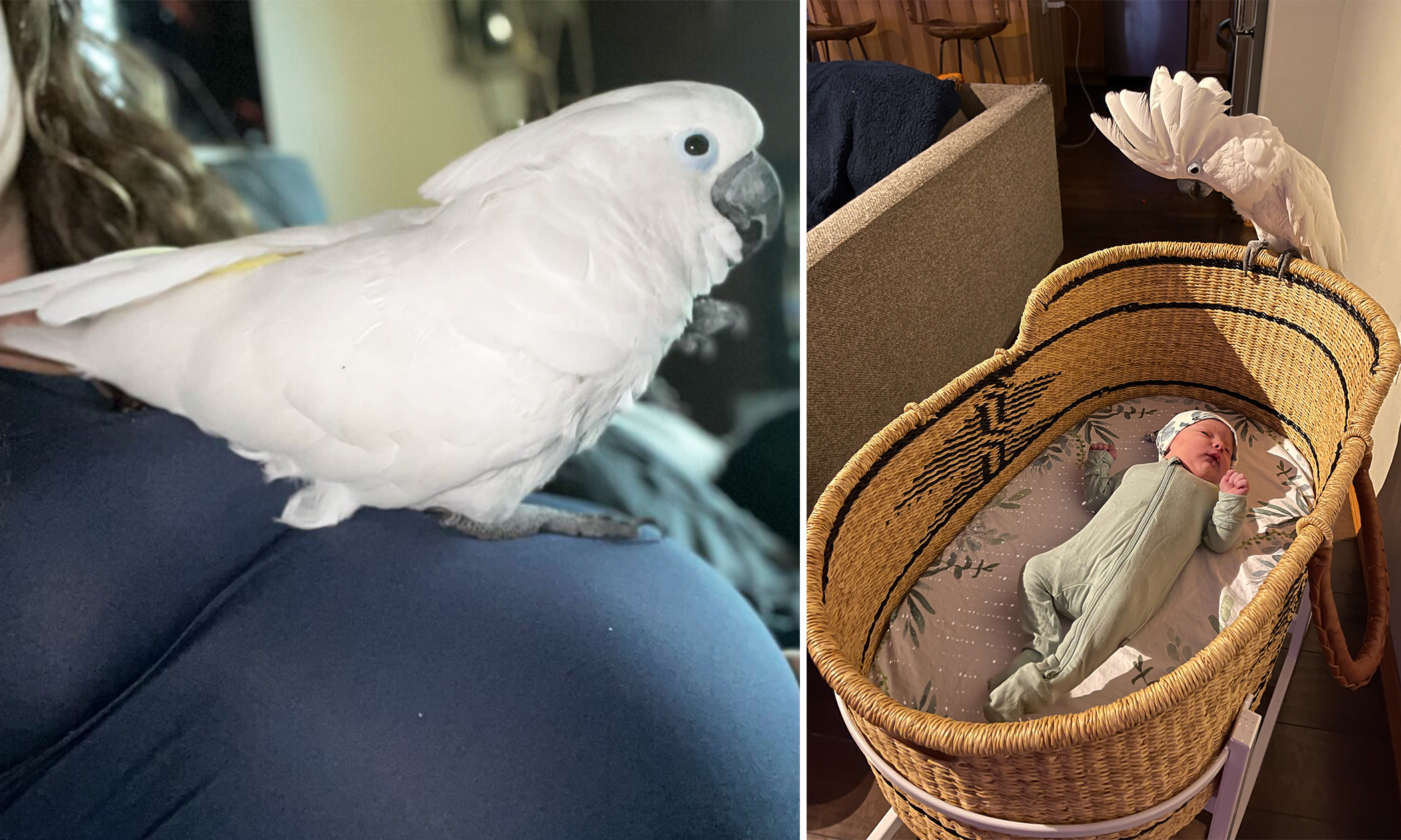 Cockatoo Nestles on Pregnant Owner's Belly and Waits for the Unborn Baby to 'Hatch'