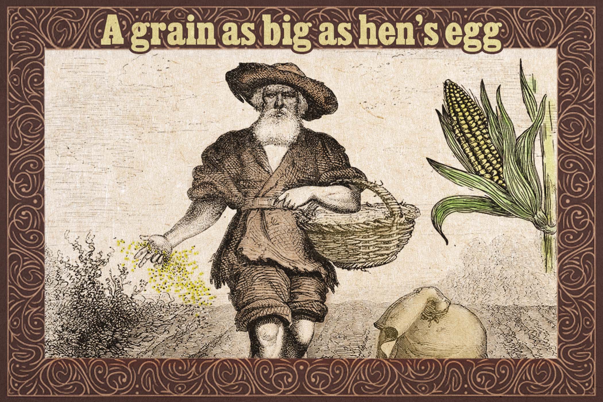 People Confused Why a Grain Is As Big As a Hen’s Egg—So an Old Farmer Reveals the Simple Reason