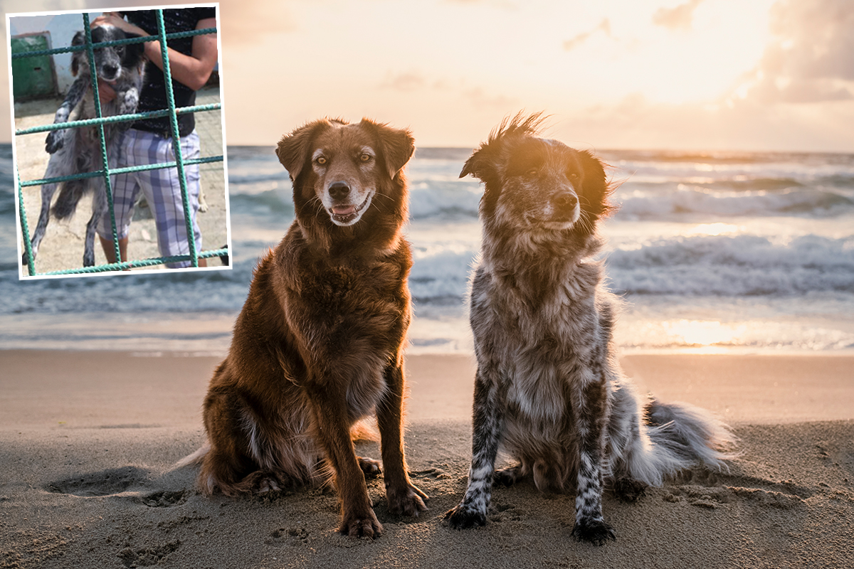 Photographer Rescues 2 Dogs From the Streets, They Are Now Enjoying Life Traveling to Europe’s Most Scenic Spots