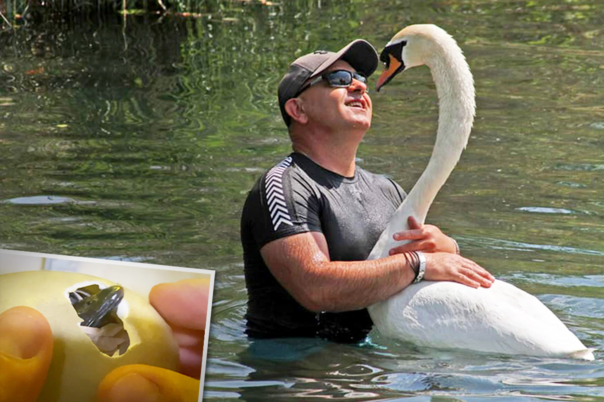 Man Cares For Swan Since He Was 2 Days Old—They've Been Inseparable for 4 Years Now