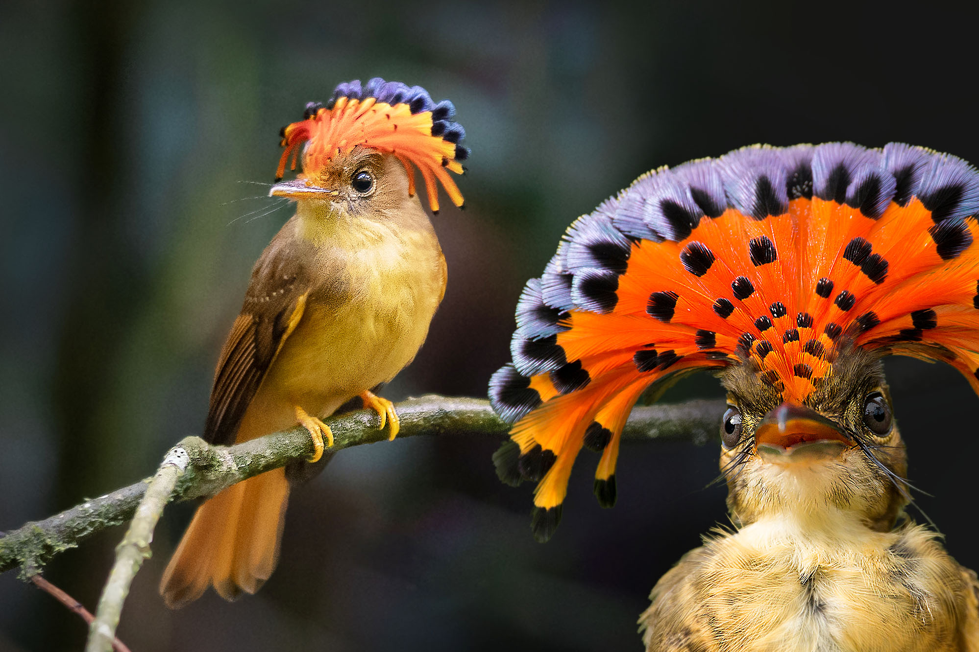 The Royal Flycatcher Has a Bright-Red Retracting Fan-Shaped Crest—Here's the Weird Reason Why