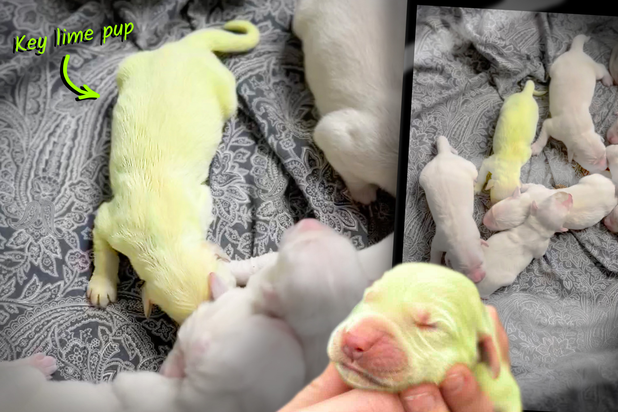 VIDEO: Golden Retriever Pup Born Lime Green With Normal Siblings—Here's the Weird Reason Why