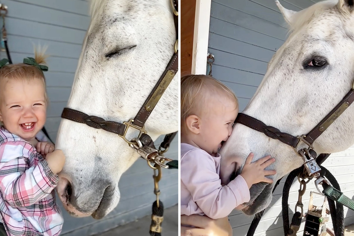 Little Girl Loves Gentle Horse Who Lets Her Snuggle Noses Every Time They Meet—And Its Adorable