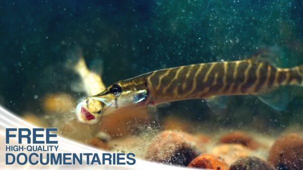 Unexpected Biodiversity in Floodplains Around Lake Chiemsee