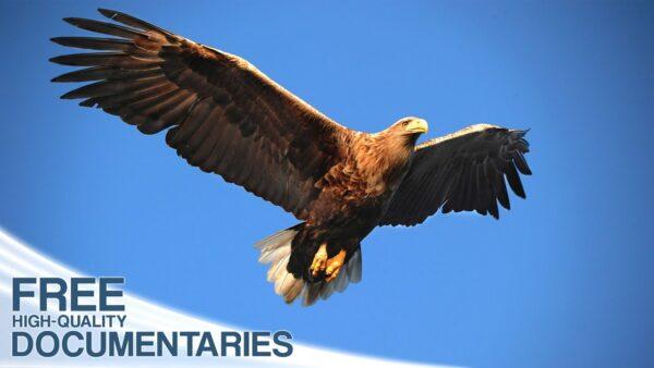 Sea Eagle: King of the Seas