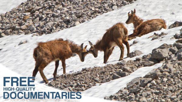 Untamed Wildlife in the Shadow of the Watzmann