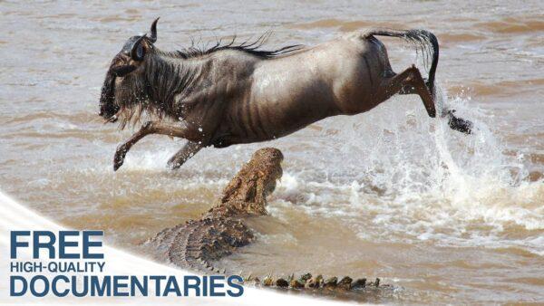 Hunting and Being Hunted in Kenya’s Masai Mara