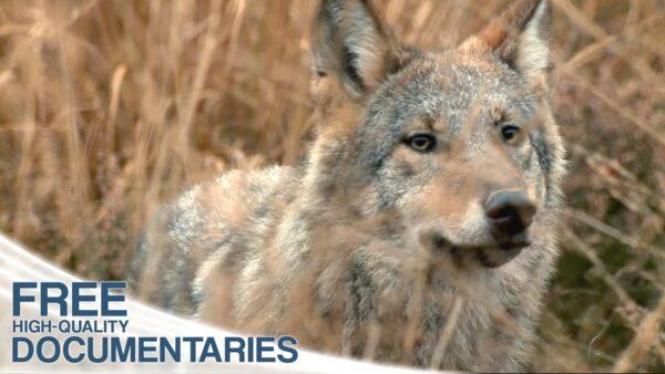 The Return of the Predators