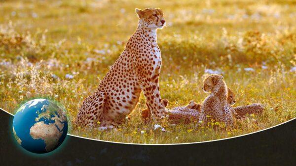 Deadly Game: From Cute to Killer